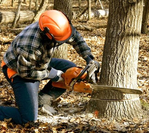 Tree Removal in Bandana, KY